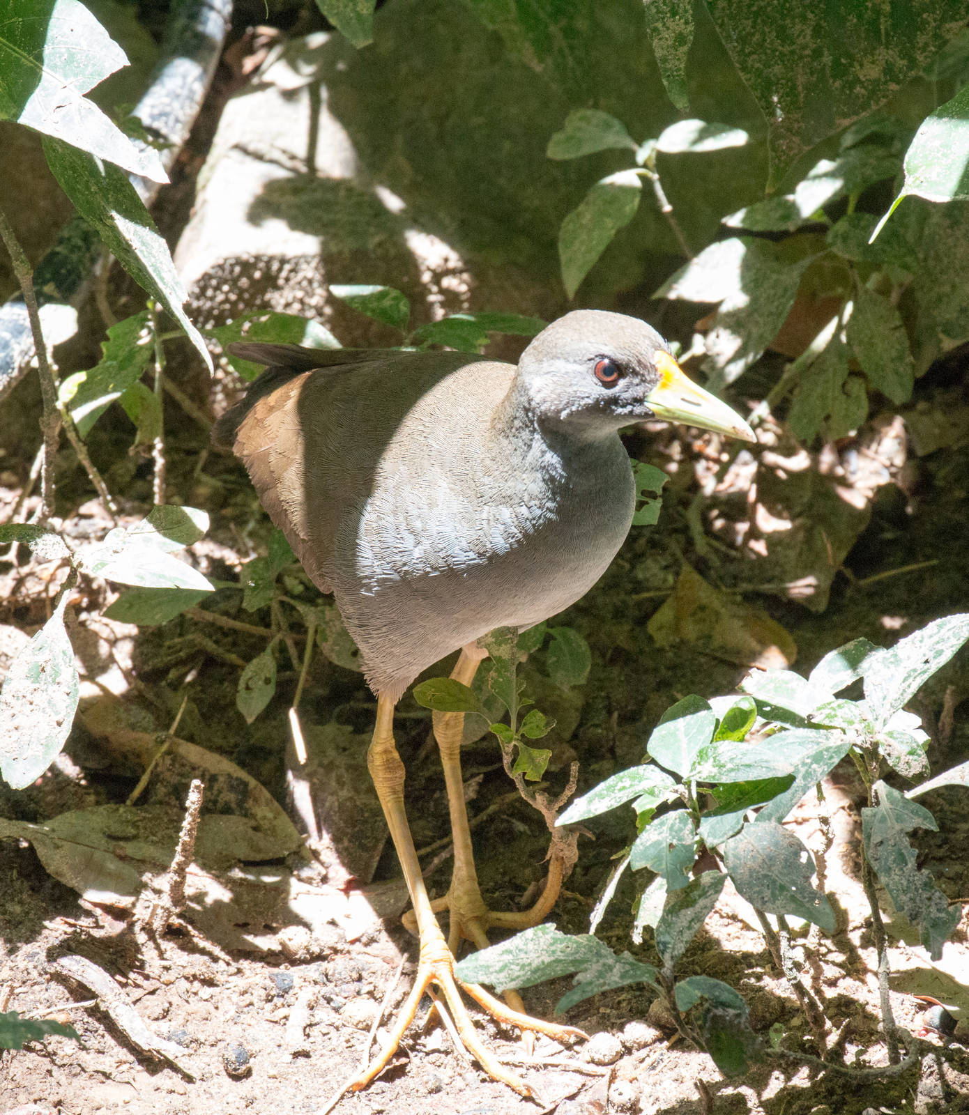 Pale-vented Bush-hen