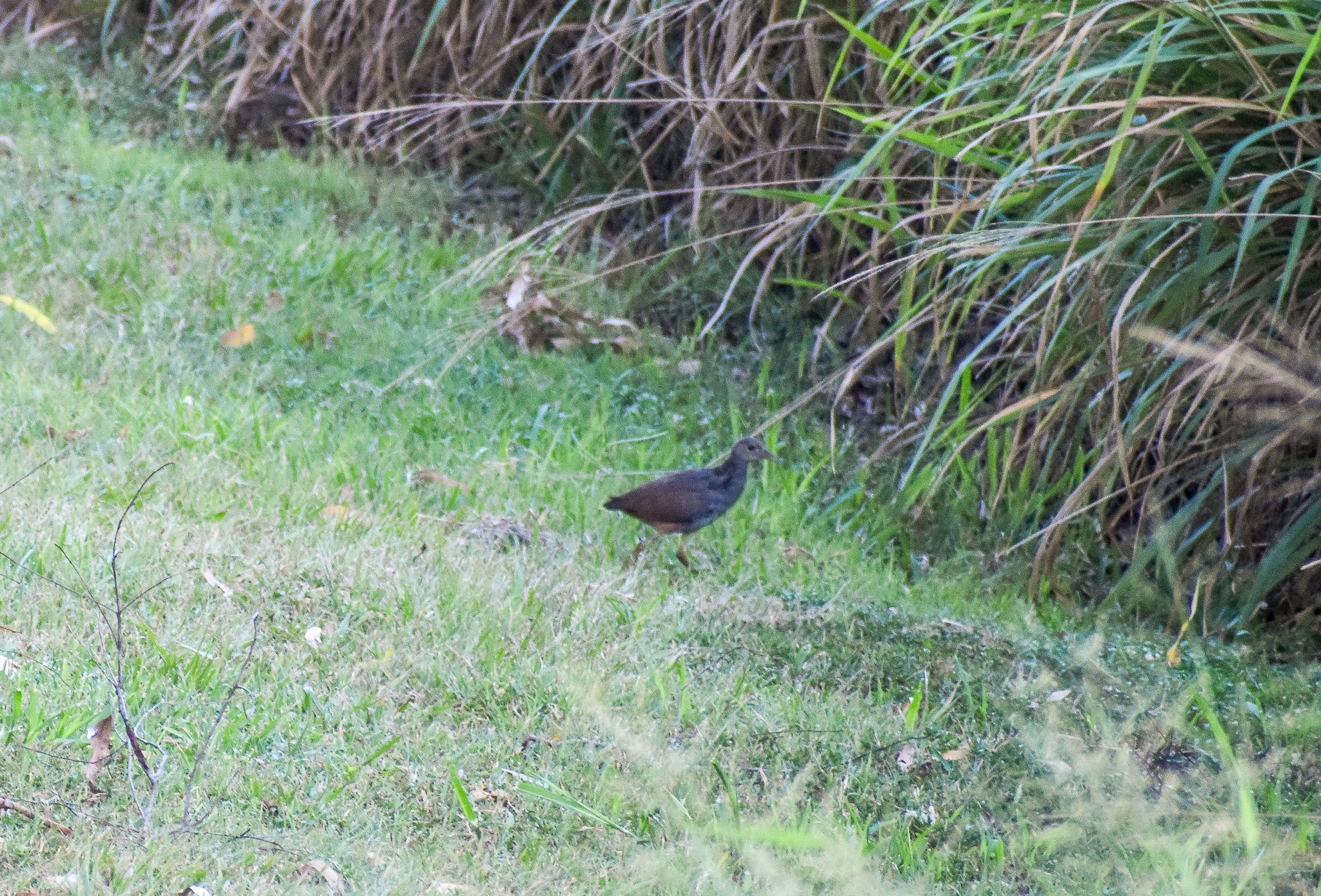 Pale-vented Bush-hen