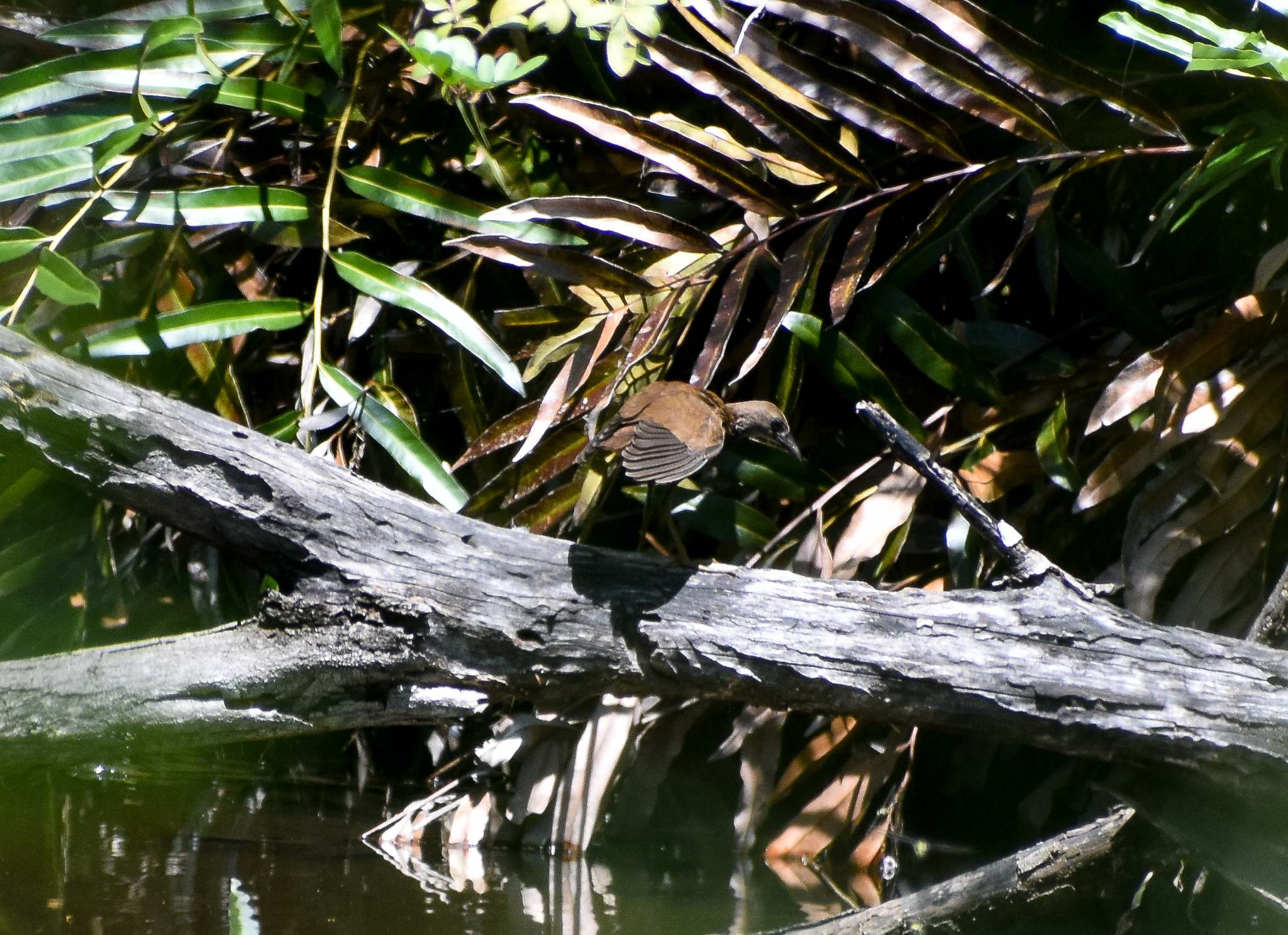 Pale-vented Bush-hen