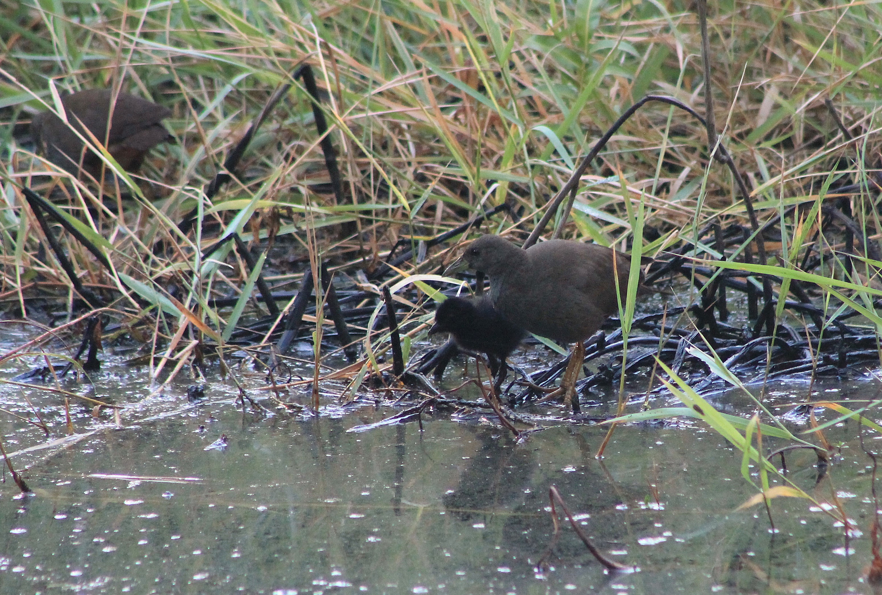 Pale-vented Bush-Hens (Amaurornis moluccana) and chick