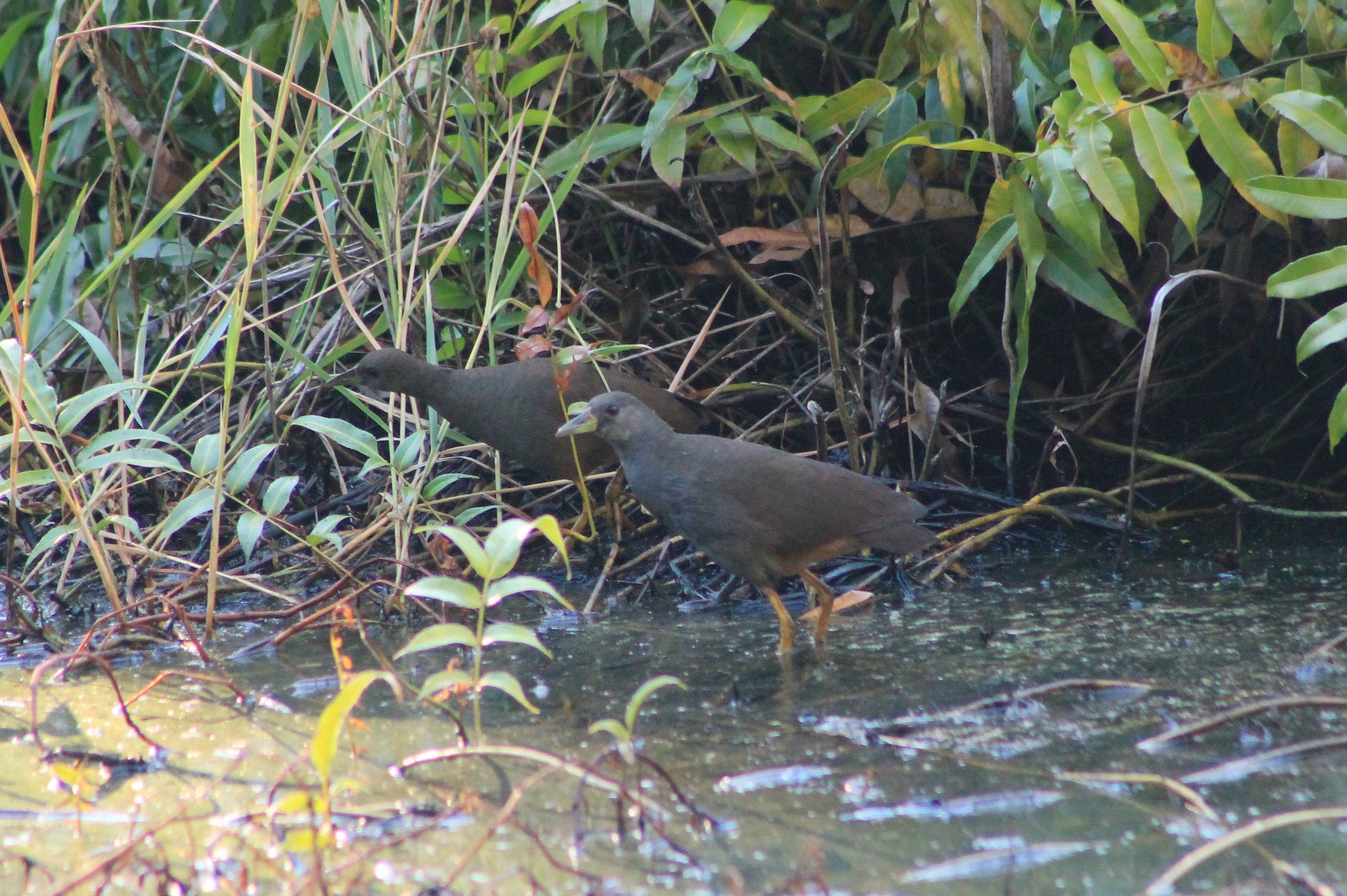 Pale-vented Bush-Hens (Amaurornis moluccana)