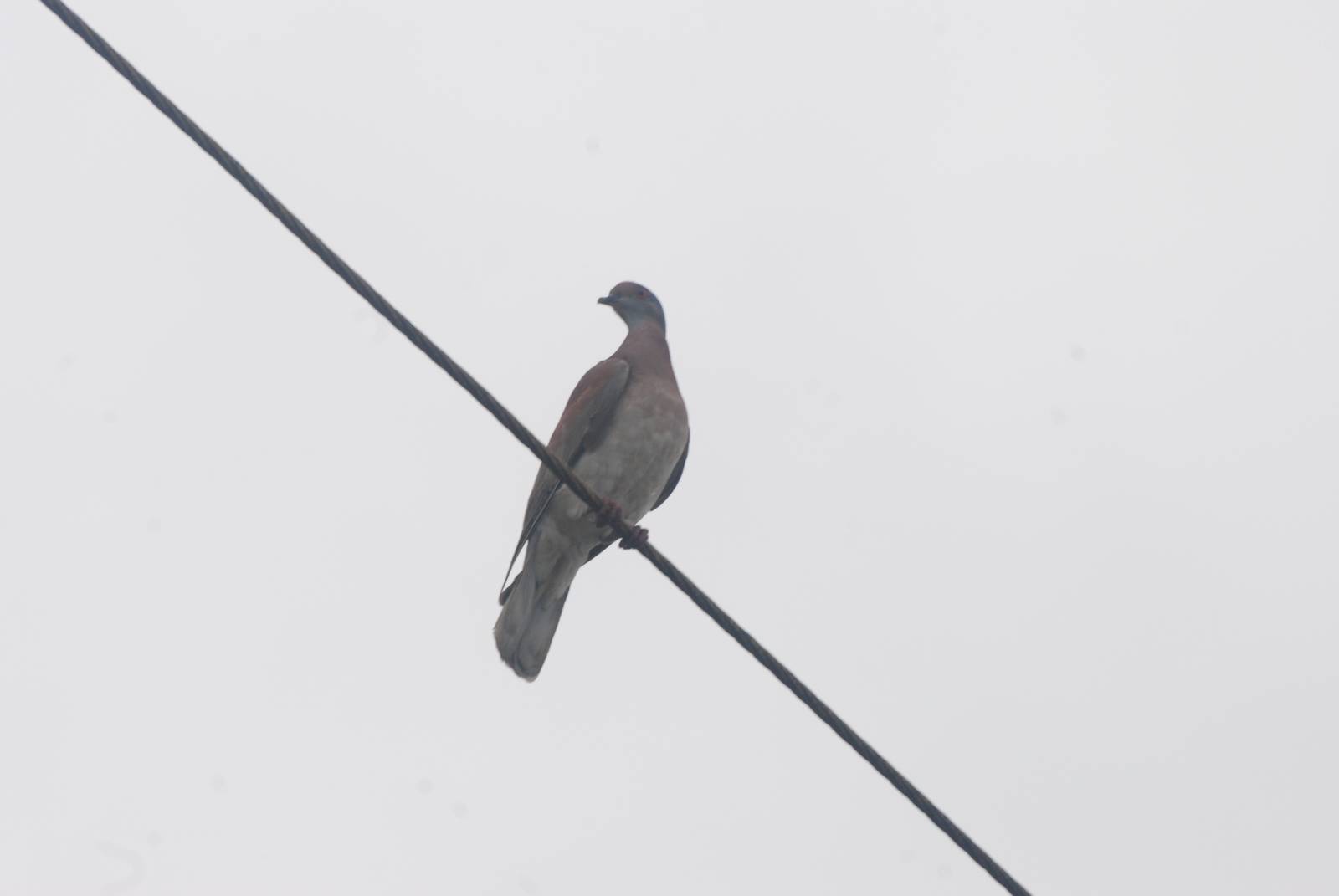 Pale-vented Pigeon in Tortuguero, 14/04/14