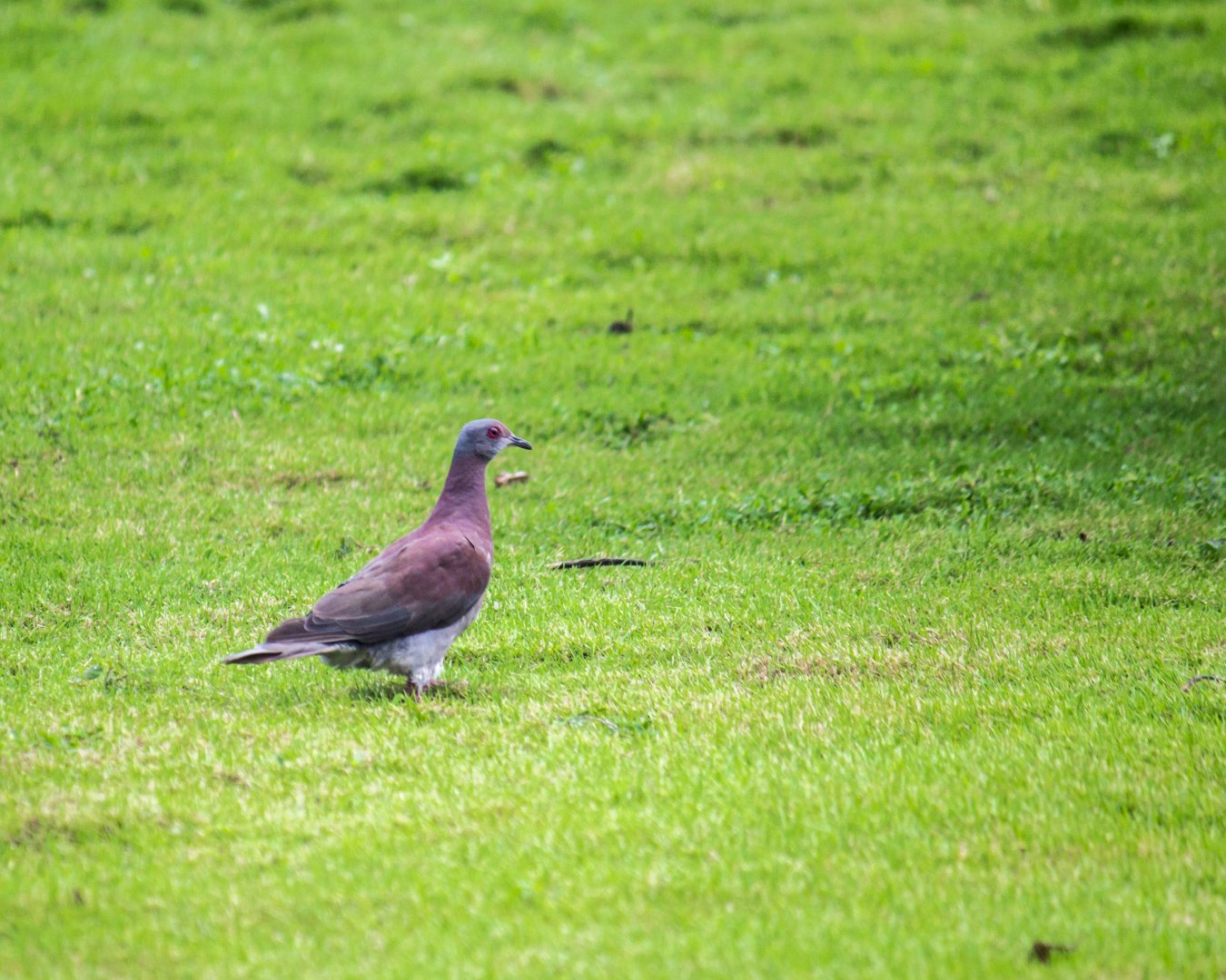 Pale-vented pigeon, Patagioenas cayennensis