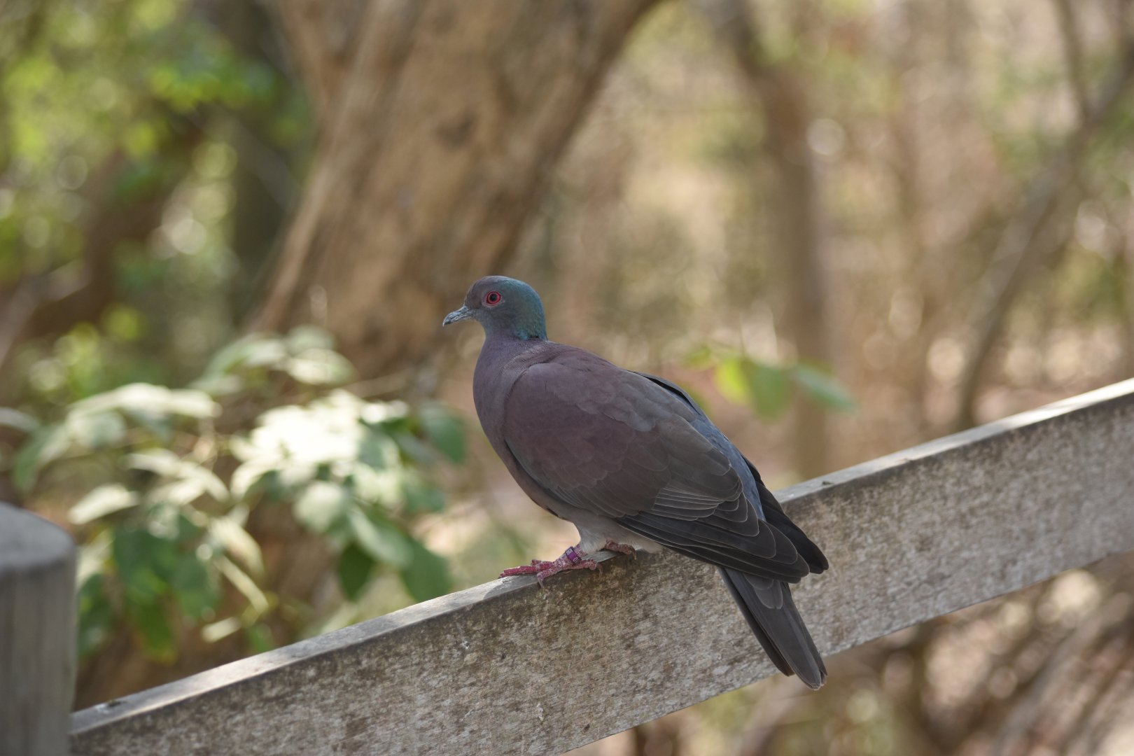 Pale-vented pigeon (Patagioenas cayennensis)