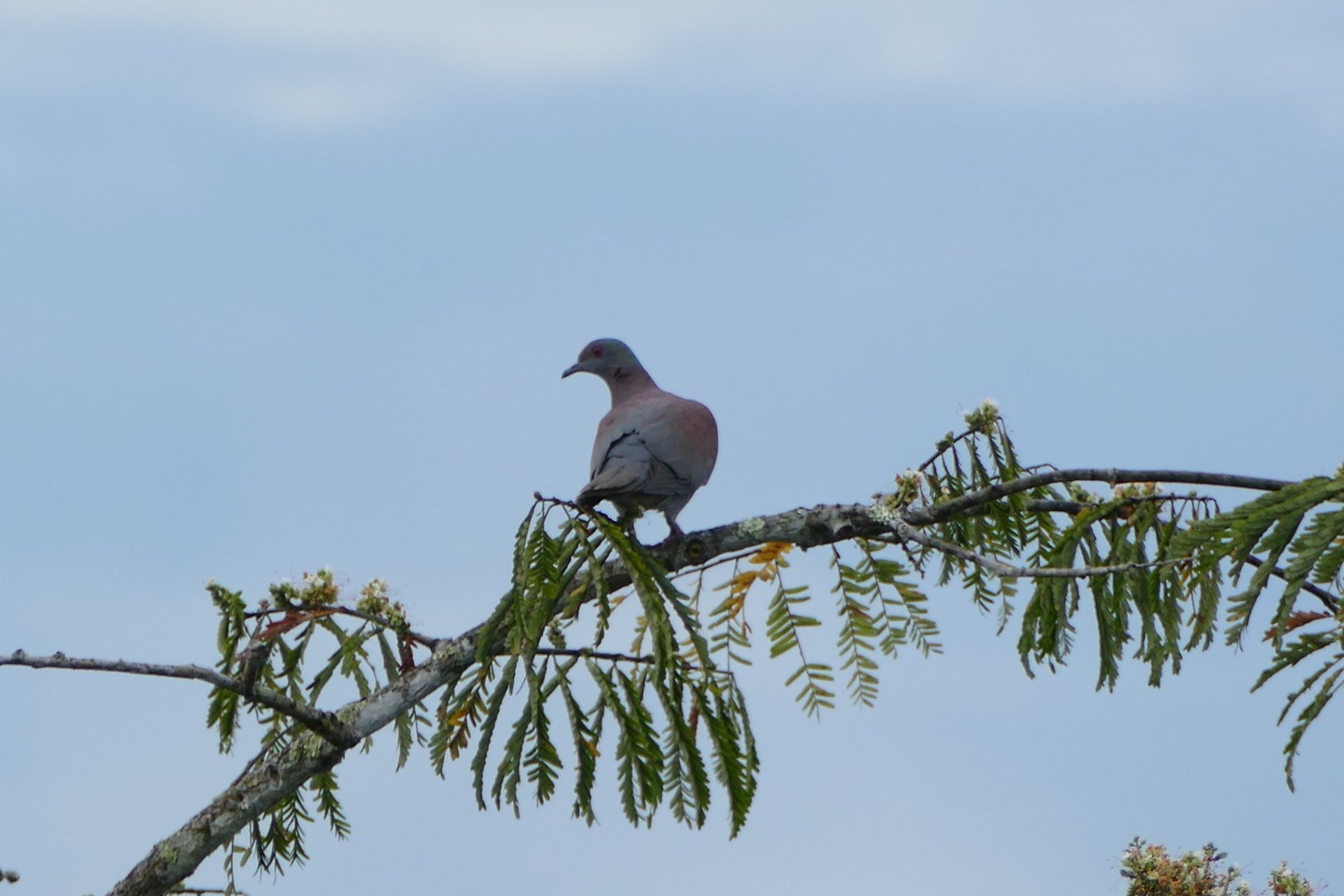 Pale-vented pigeon