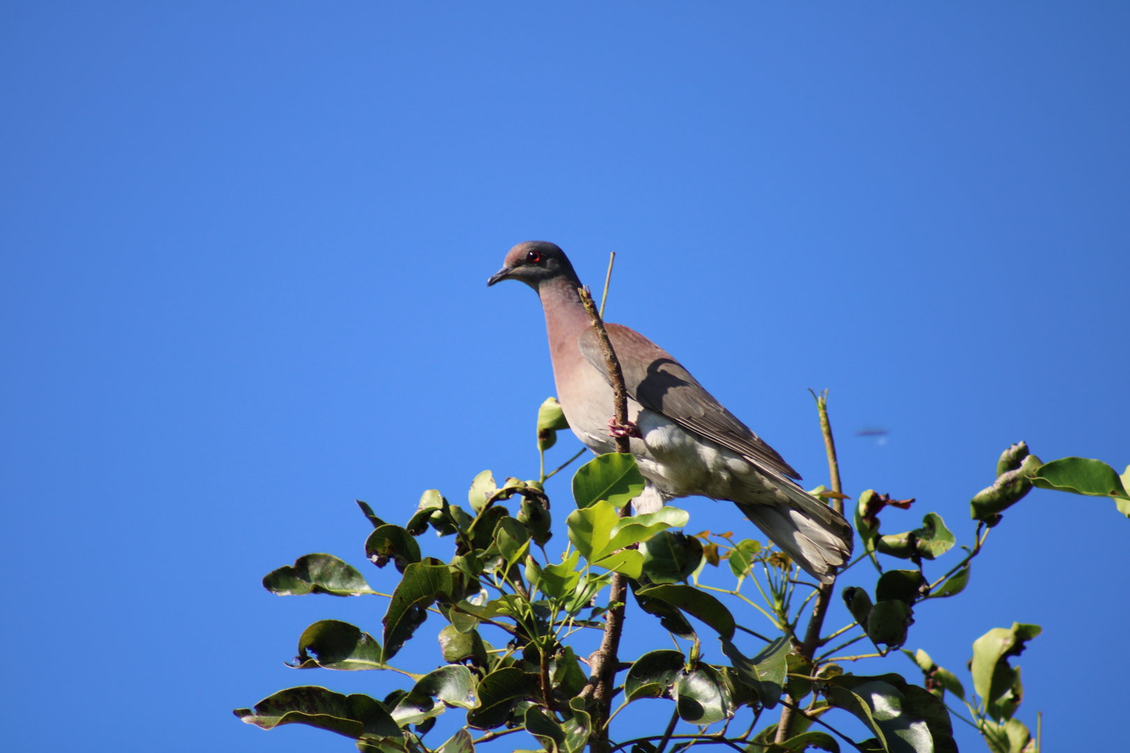 Pale Vented Pigeon