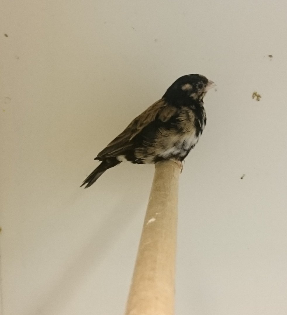 Pale-winged indigobird