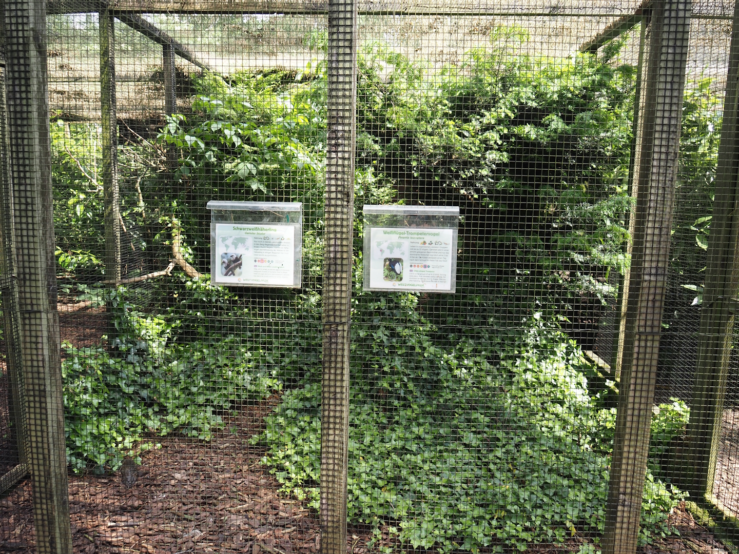 Pale-winged trumpeter and Sumatran laughingthrush aviary, 2024-05-23