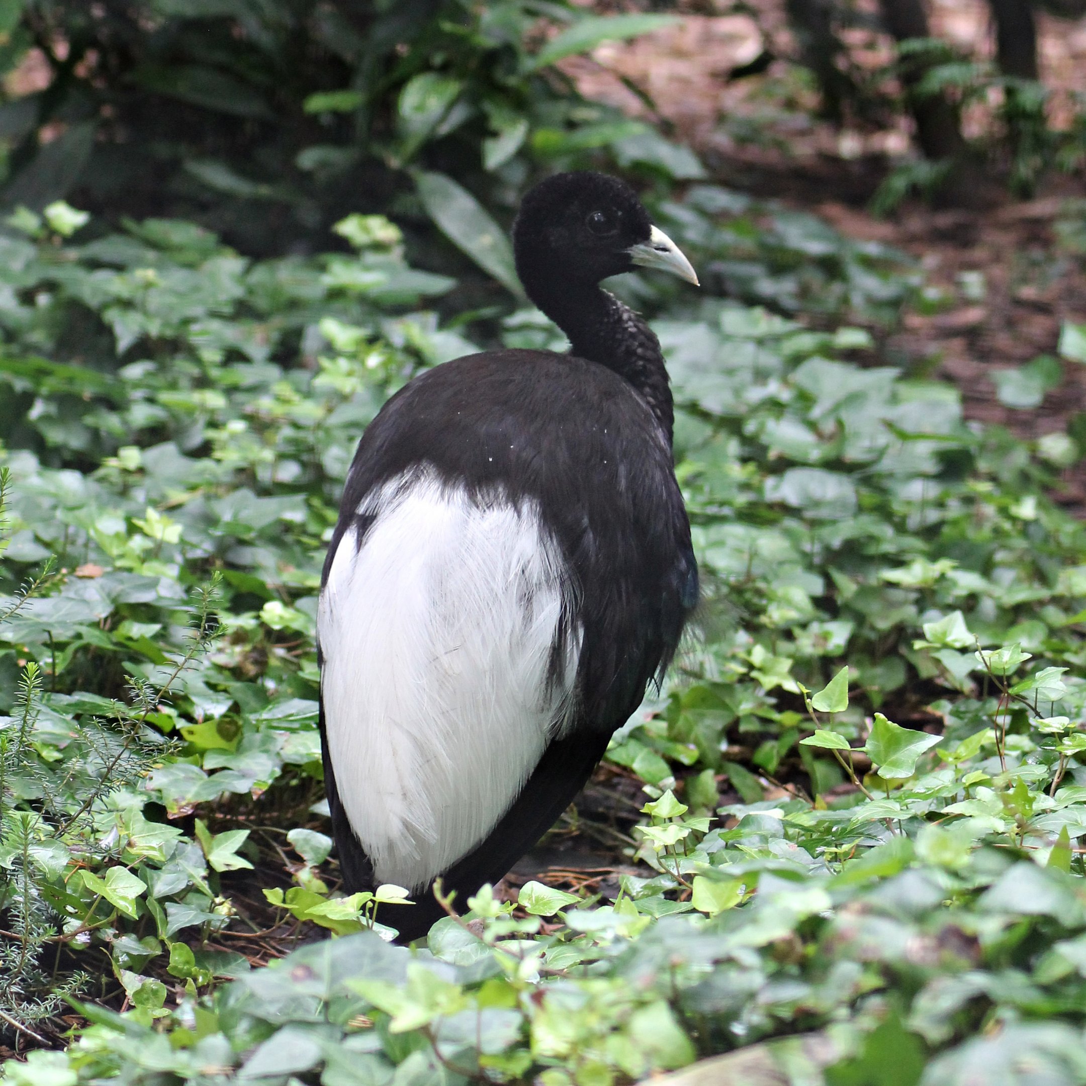 Pale-winged trumpeter (Psophia leucoptera)