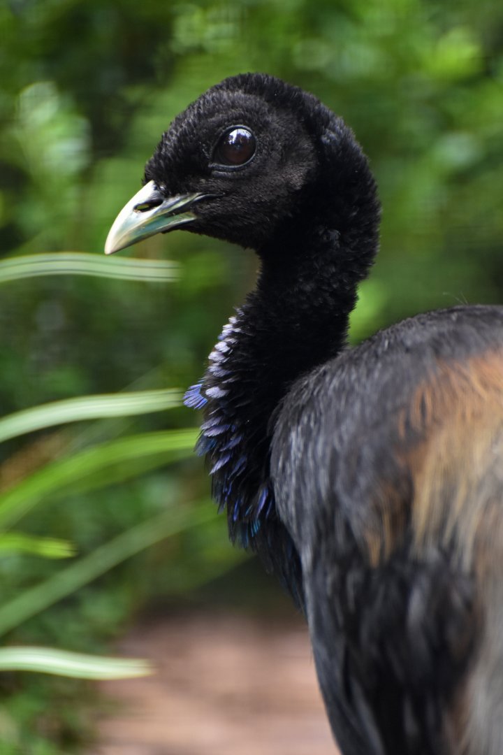Pale-winged Trumpeter Psophia leucoptera