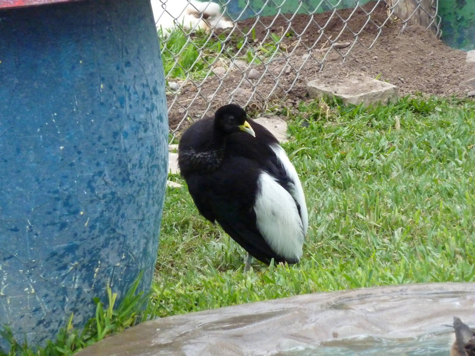 Pale-winged trumpeter
