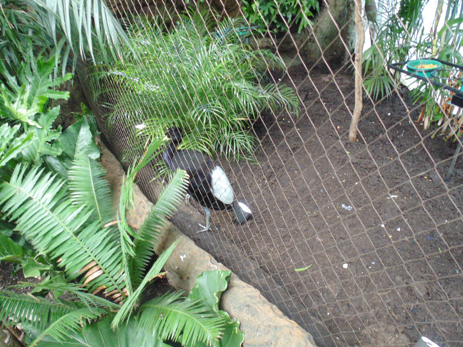 Pale Winged Trumpeter