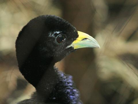 Pale-winged Trumpeter