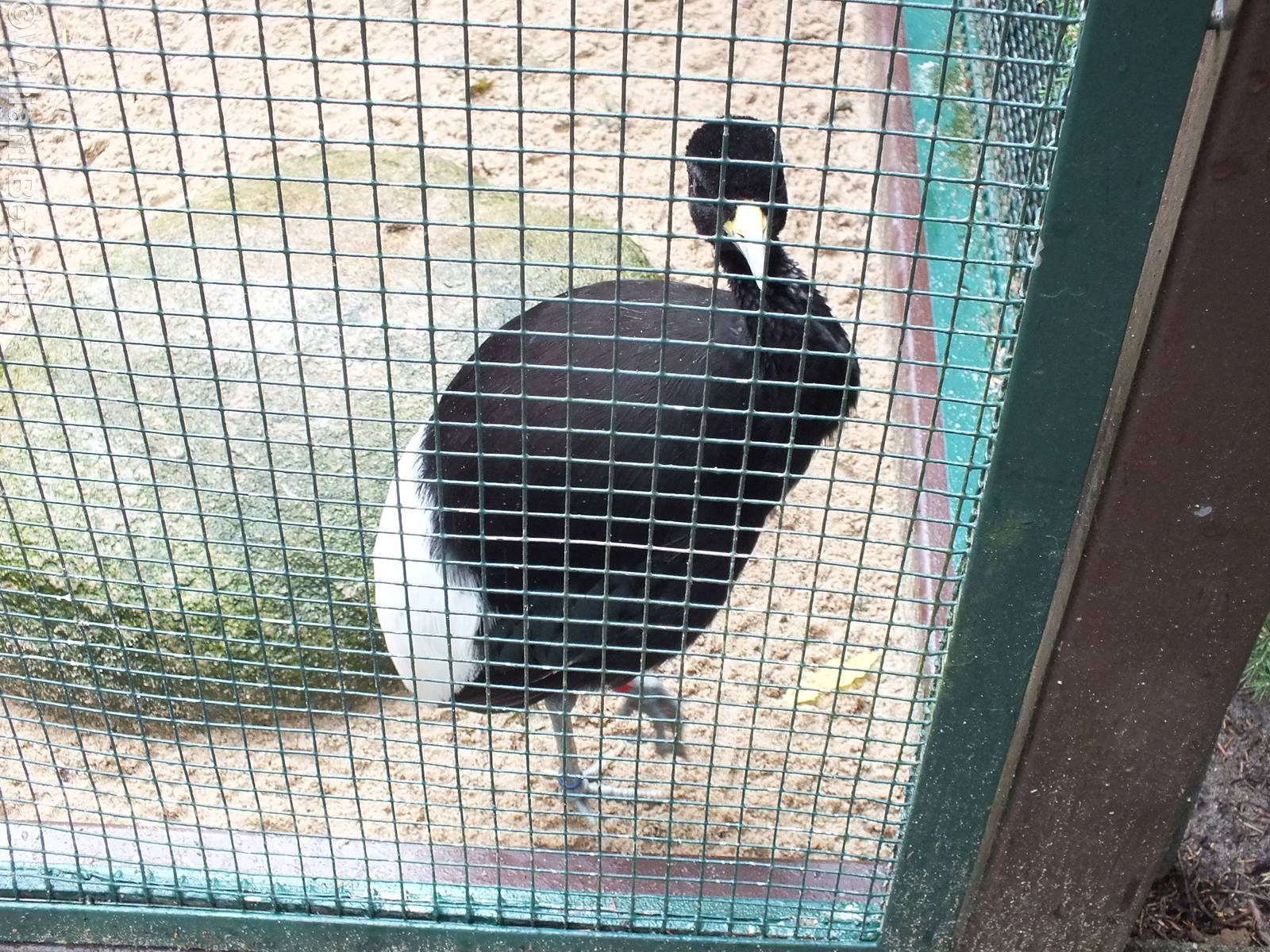 Pale-winged Trumpeter