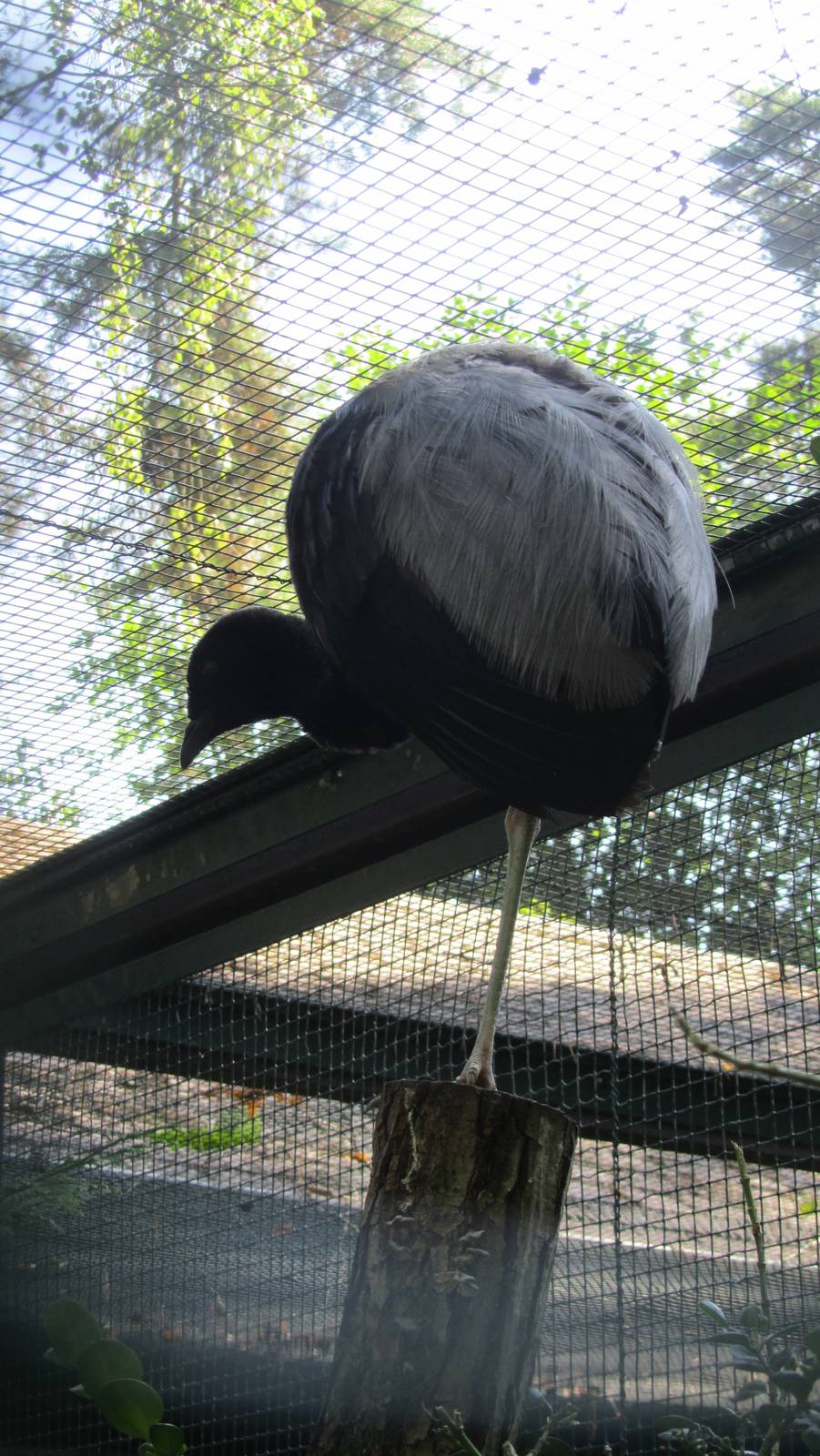 Pale-winged trumpeter