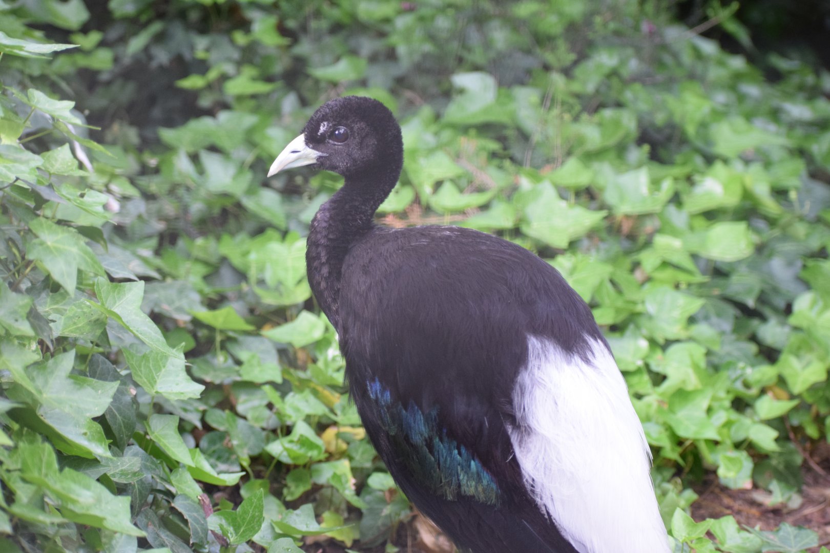 Pale-winged trumpeter