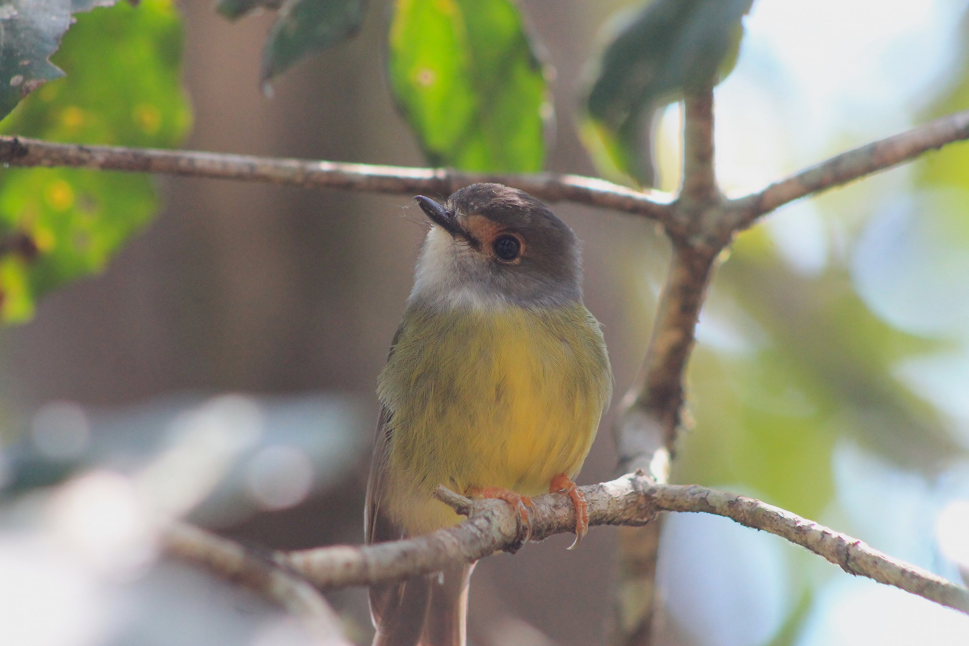 Pale-Yellow Robin (Eopsaltria capito)