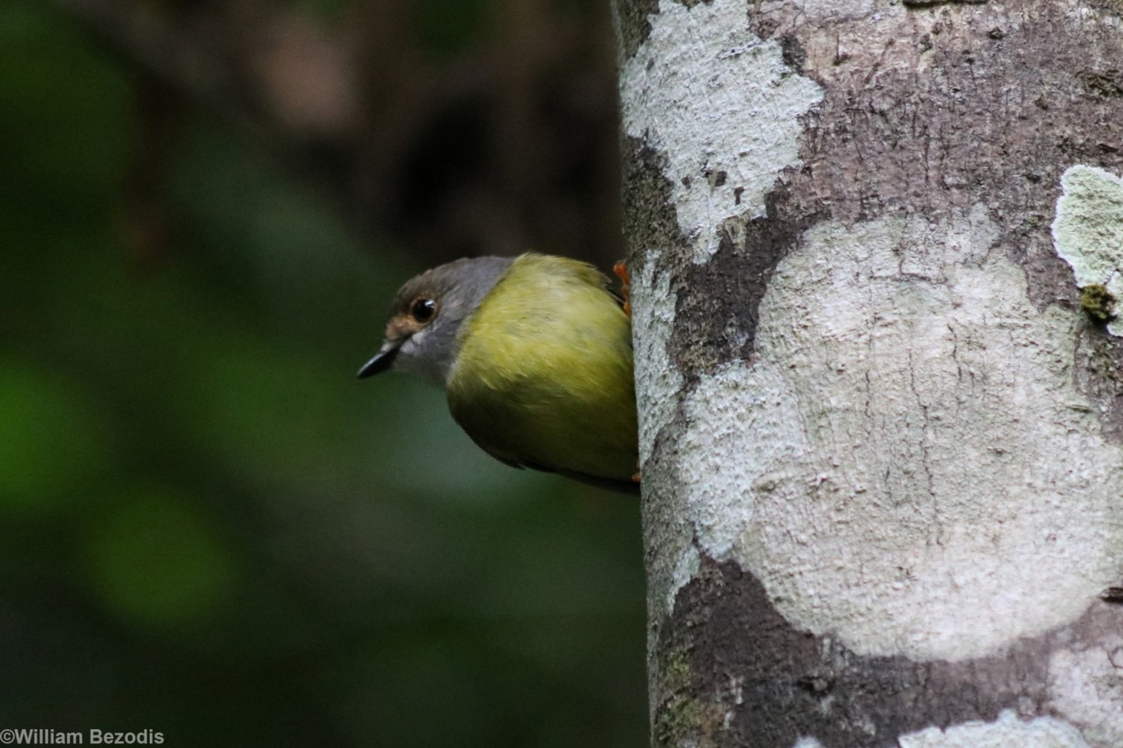 Pale-yellow Robin - Kuranda