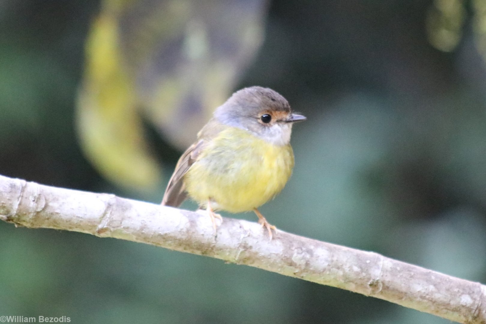 Pale-yellow Robin - Mount Hypipamee