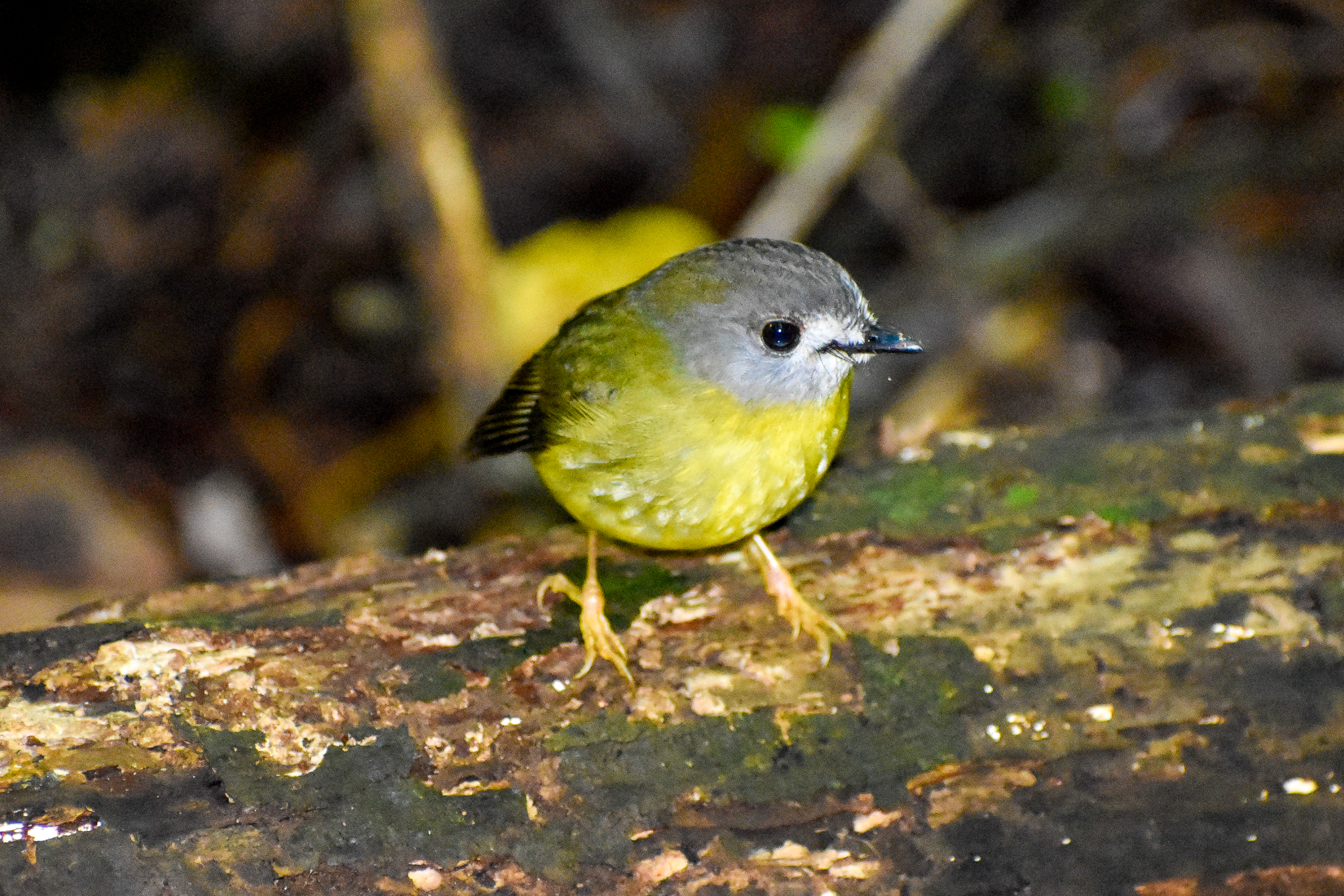 Pale-yellow Robin (Tregellasia capito)