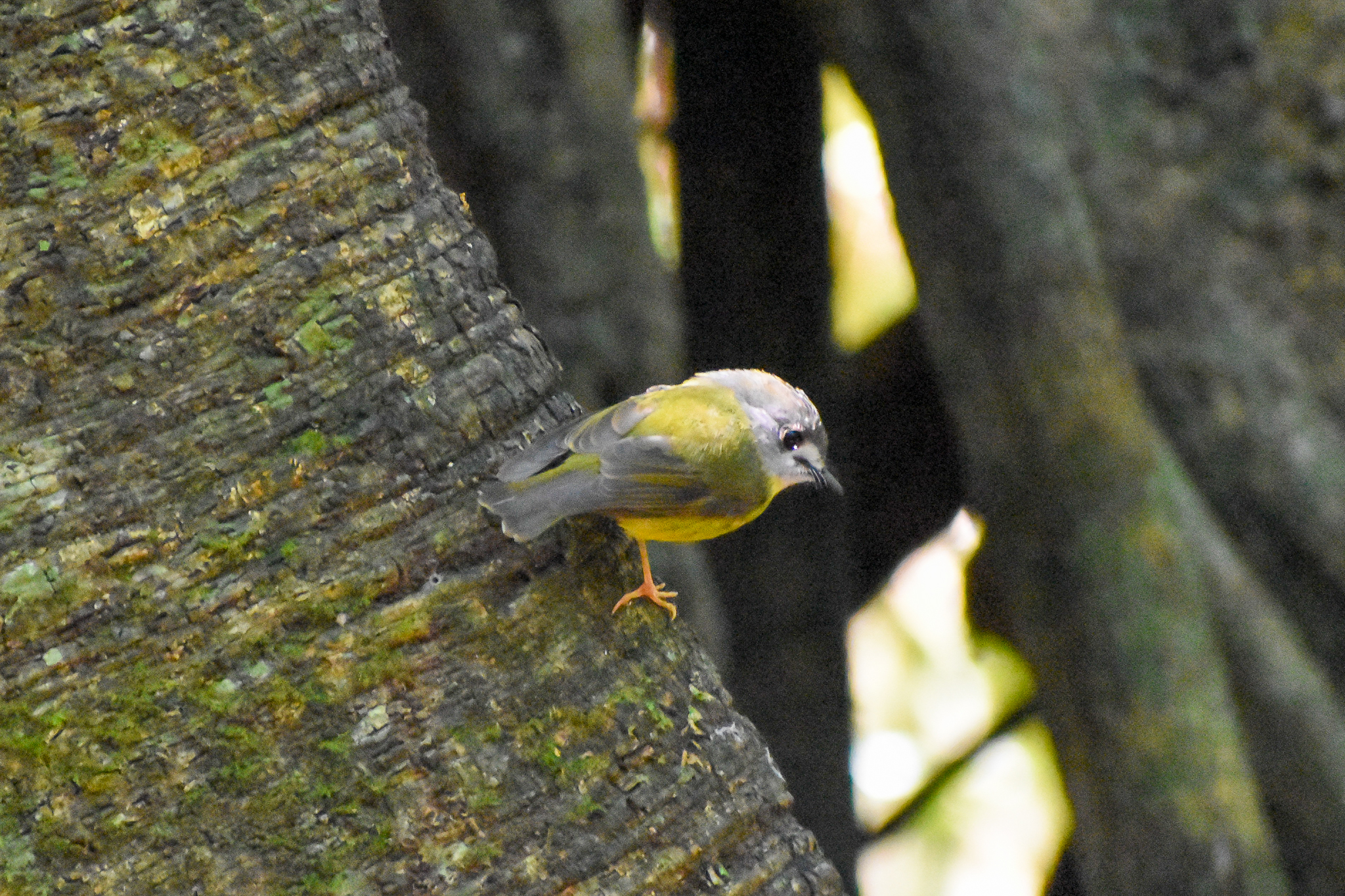Pale-yellow Robin (Tregellasia capito)