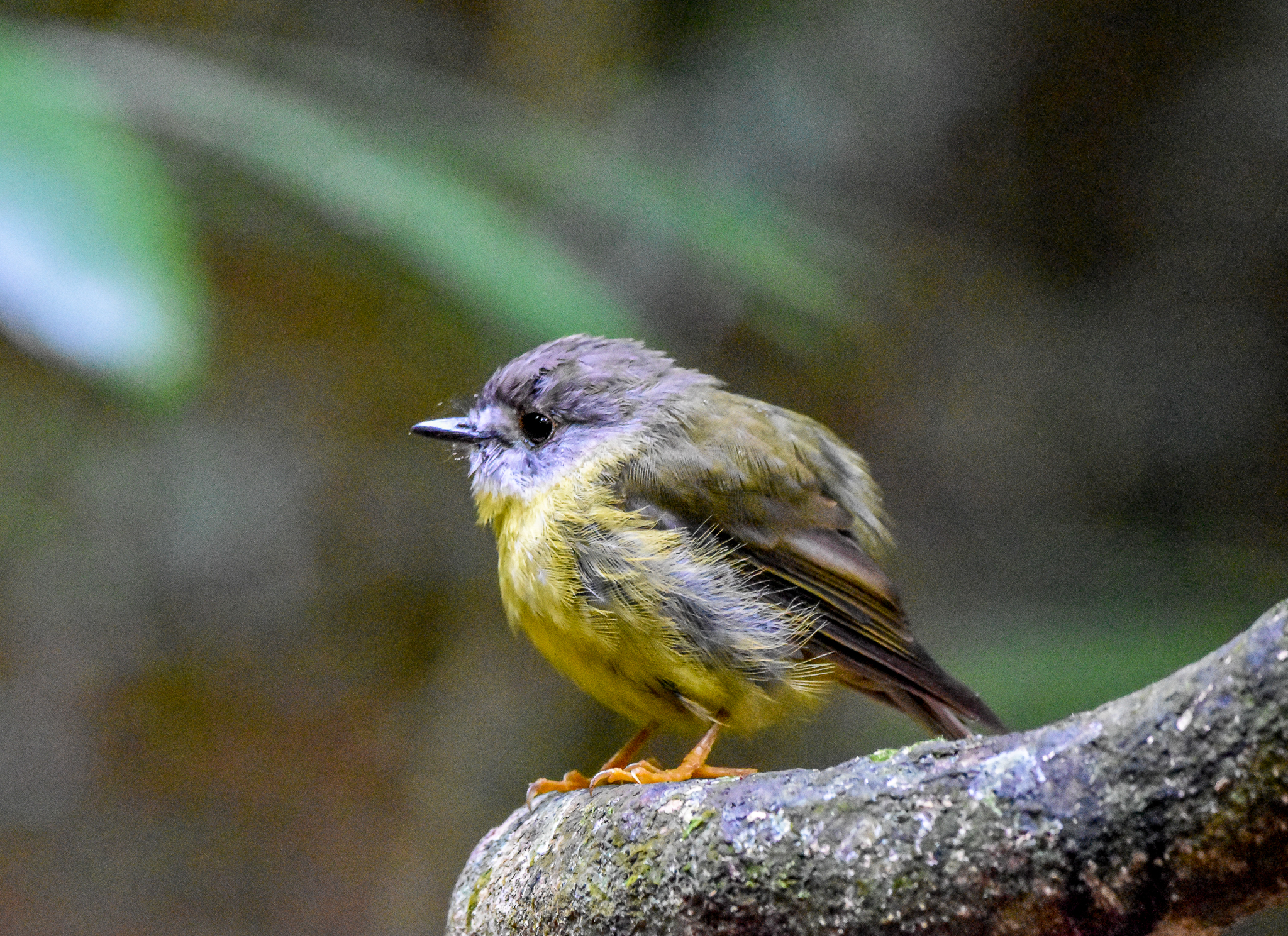 Pale-Yellow Robin