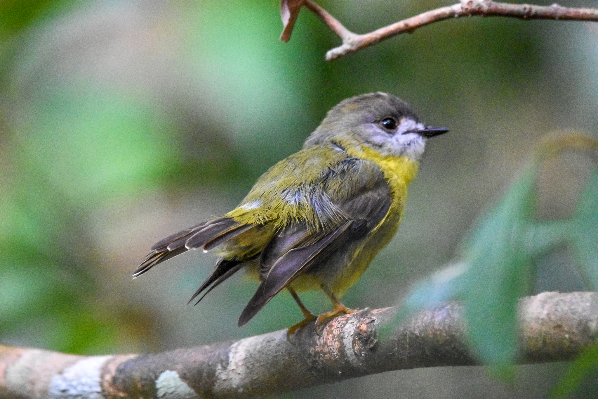 Pale-Yellow Robin