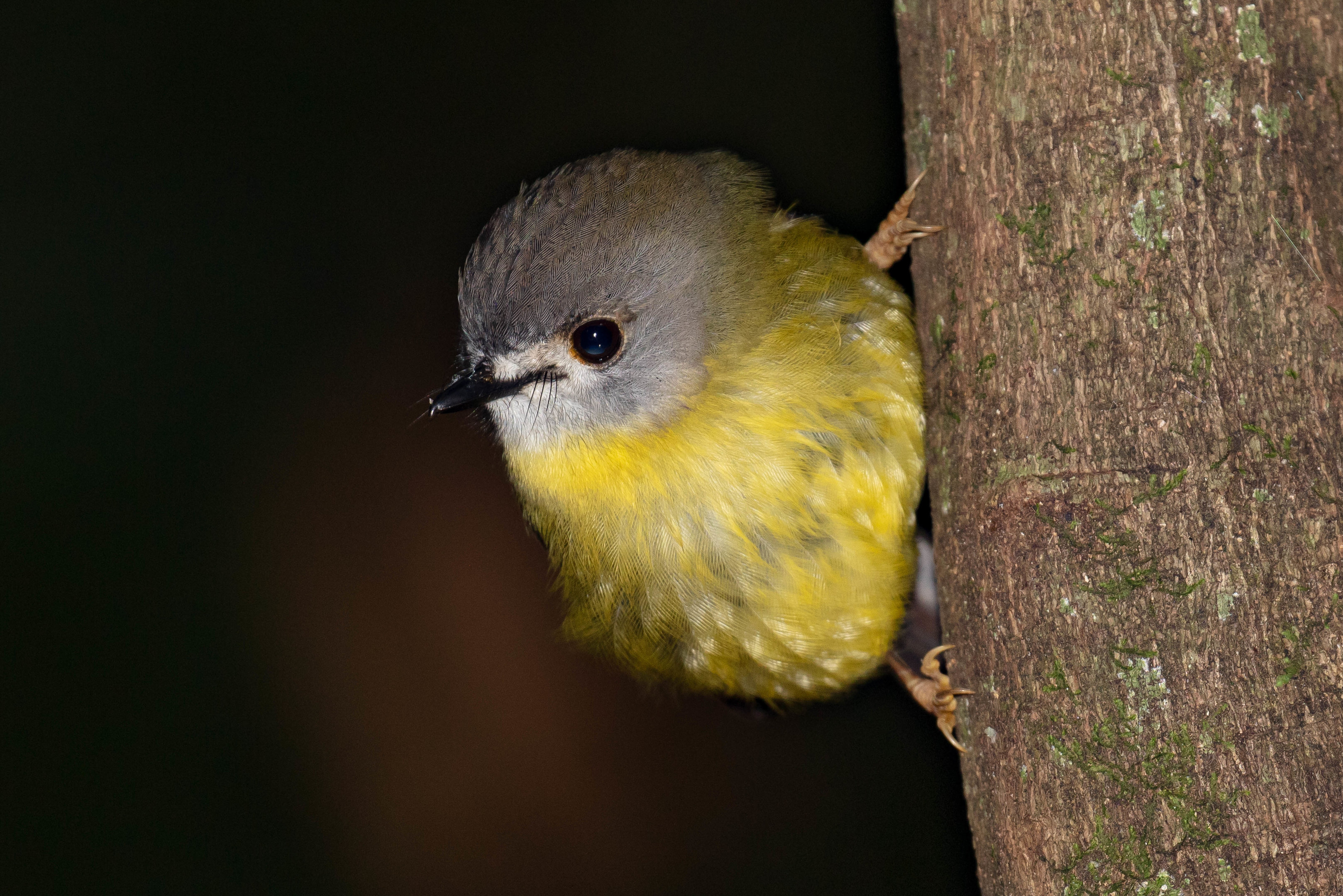 Pale-yellow Robin