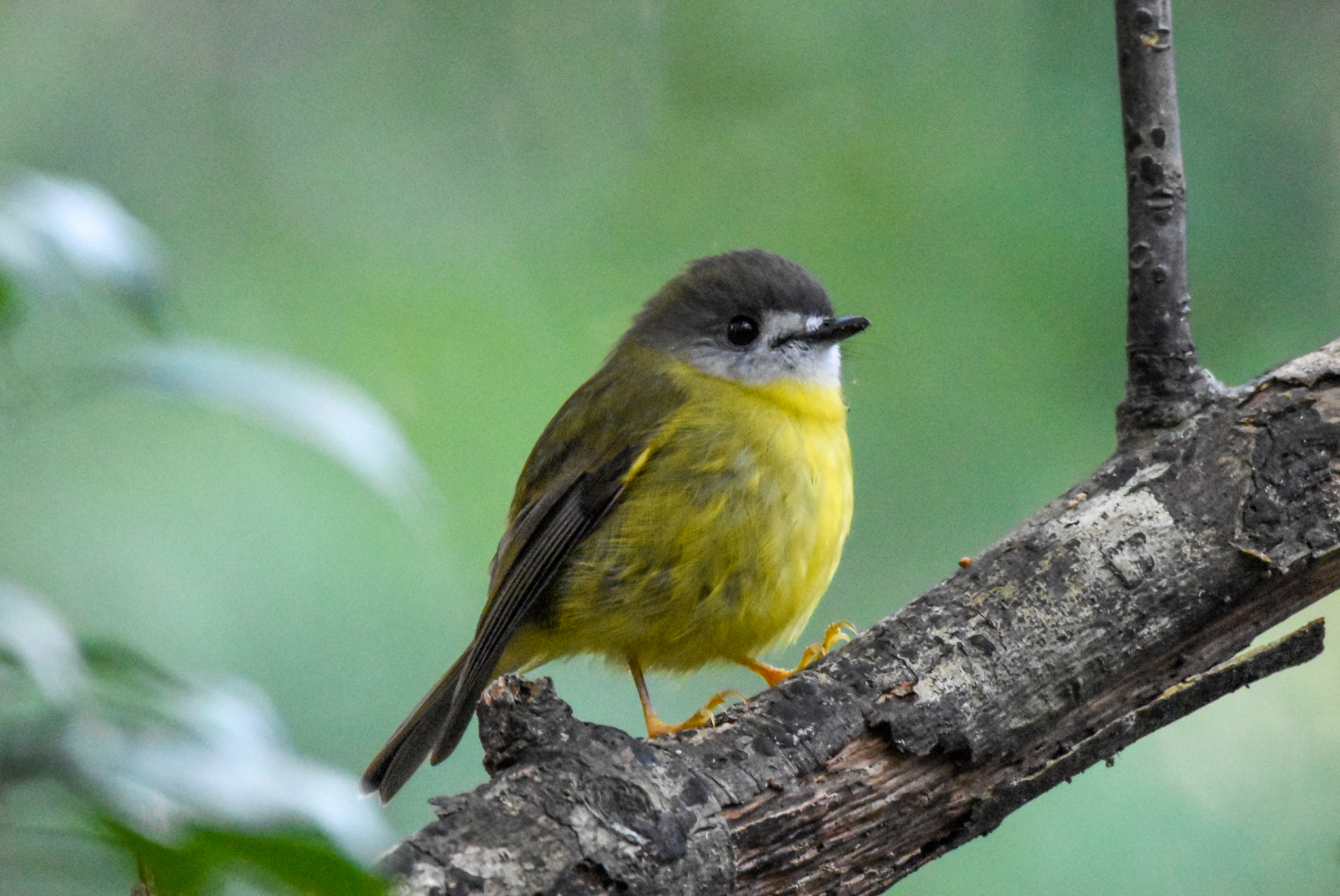 Pale-Yellow Robin