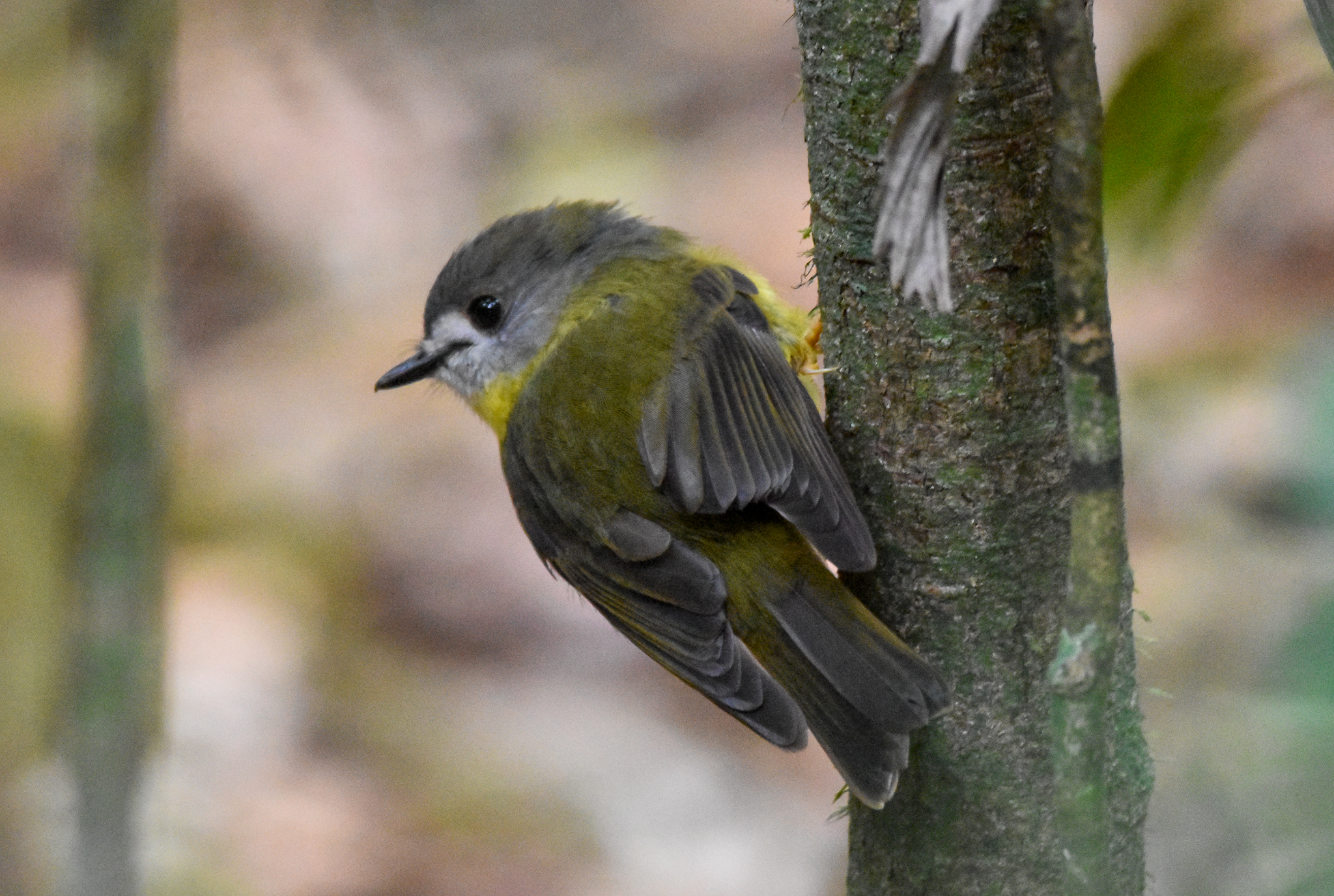 Pale-Yellow Robin