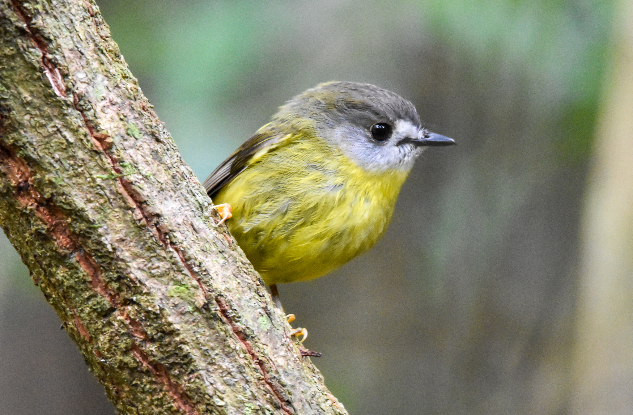 Pale-Yellow Robin
