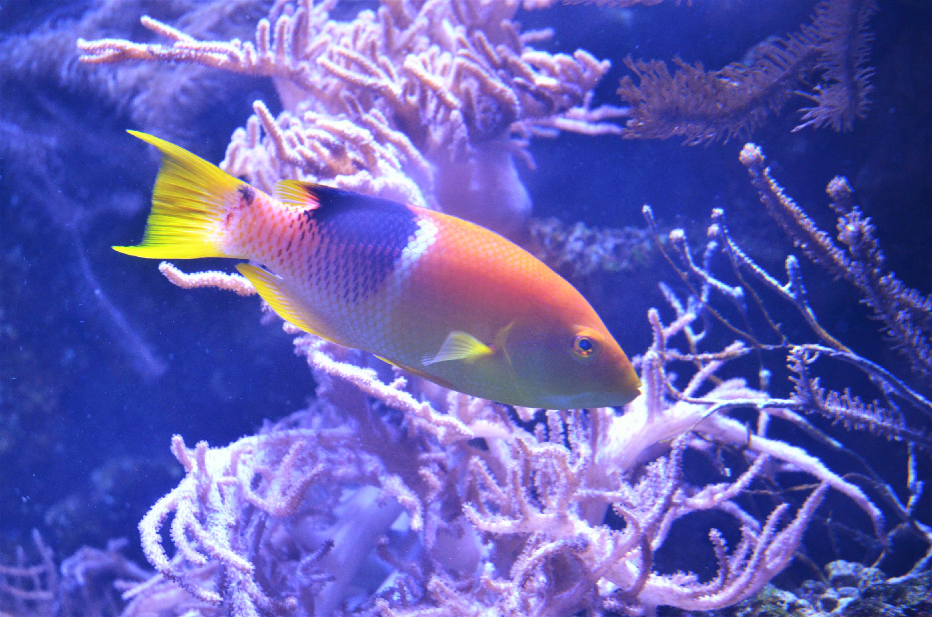 Palebar Hogfish at Duisburg, 17/06/19