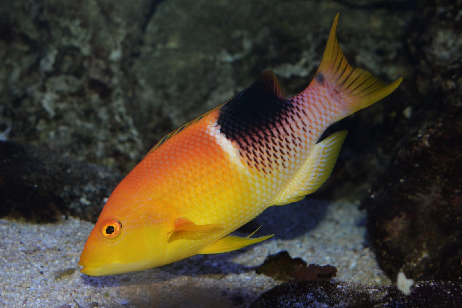 Palebar hogfish (Bodianus atrolumbus)