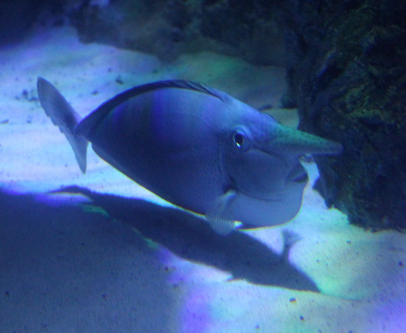 Palefin unicornfish - Naso brevirostris