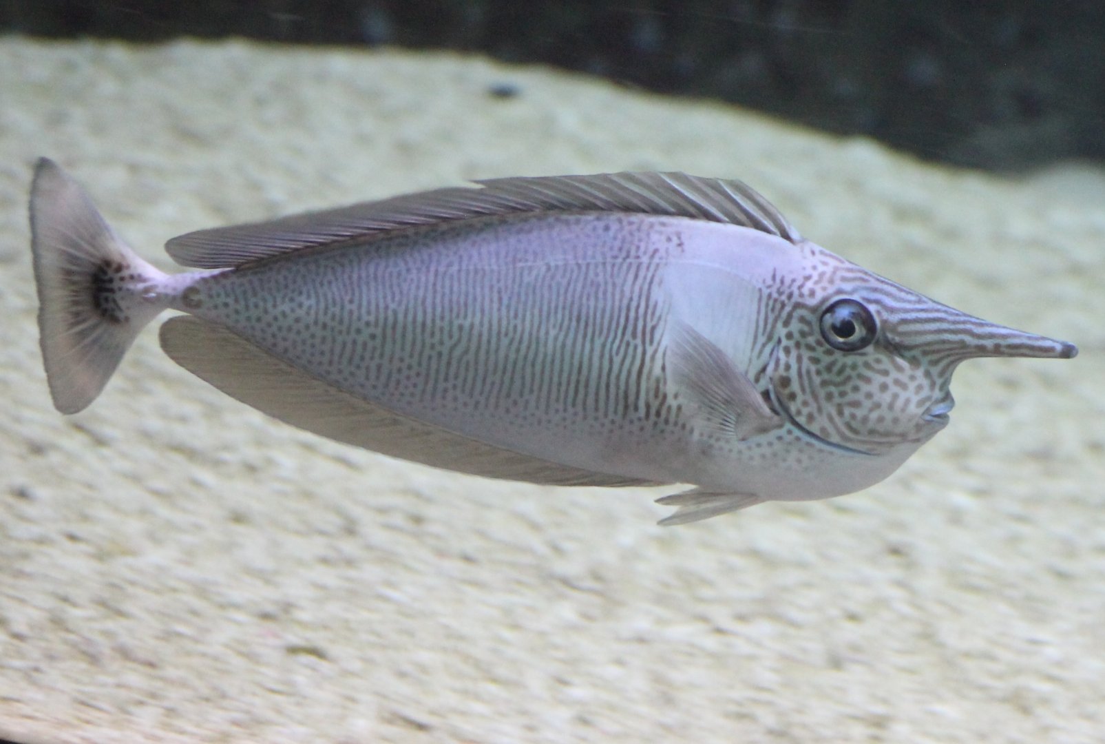 Palefin unicornfish - Naso brevirostris