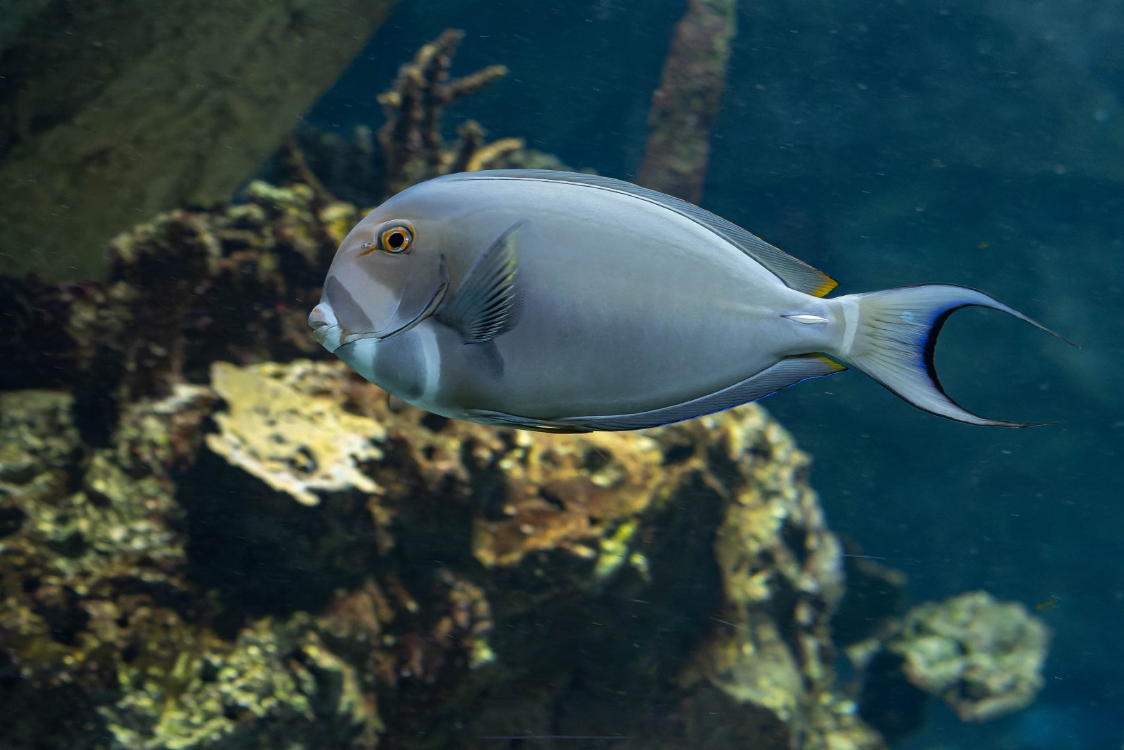Palelipped surgeonfish (Acanthurus leucocheilus) - Haus des Meeres