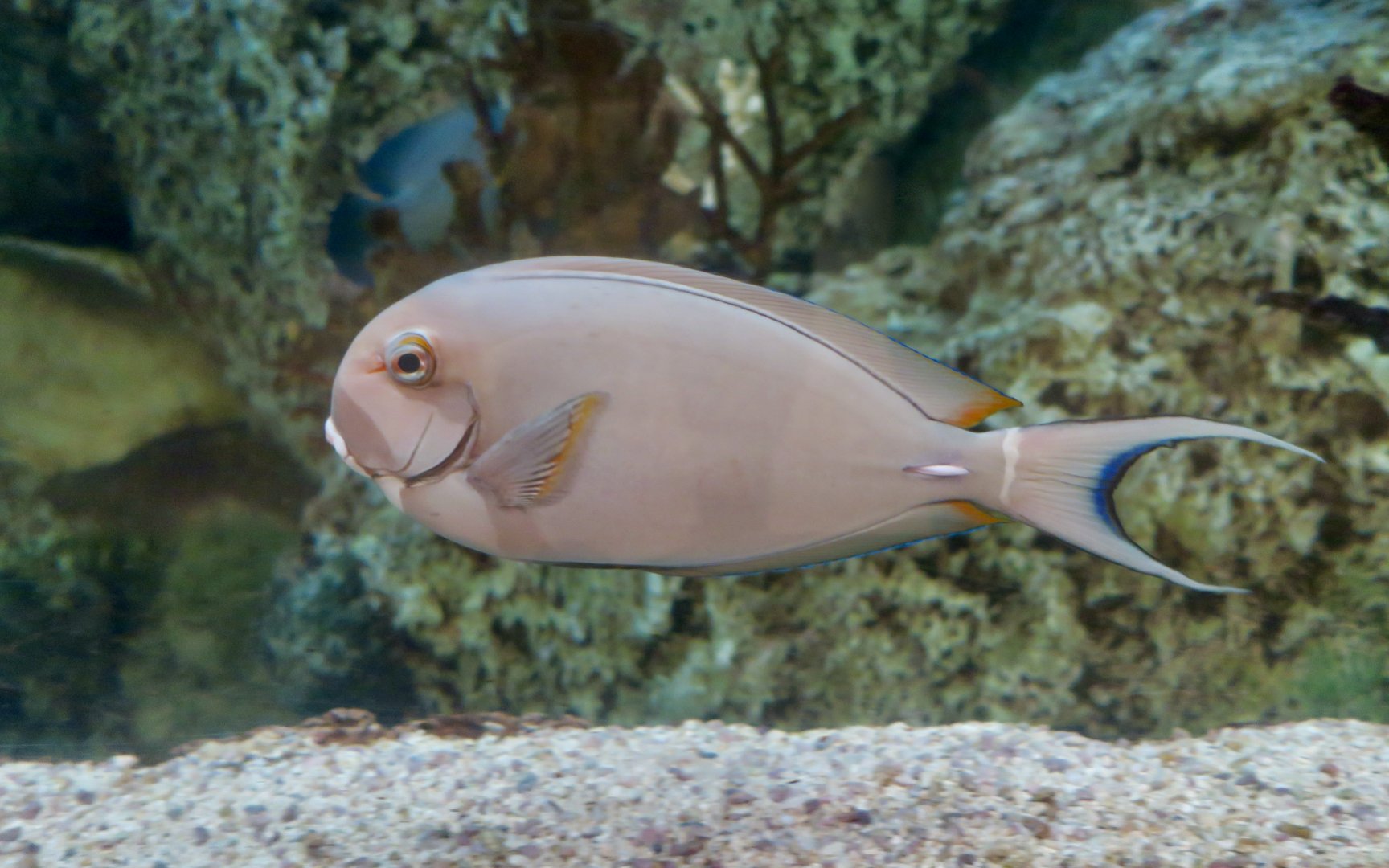 Palelipped Surgeonfish (Acanthurus leucocheilus)