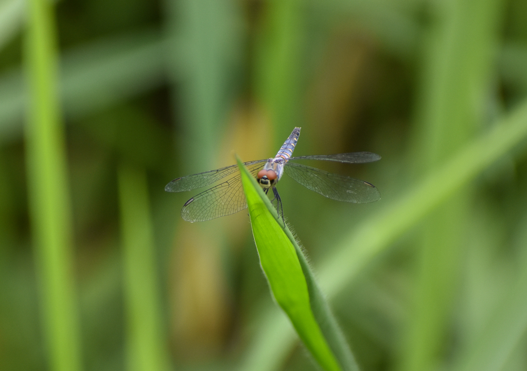 Palemouth, Brachydiplax denticauda
