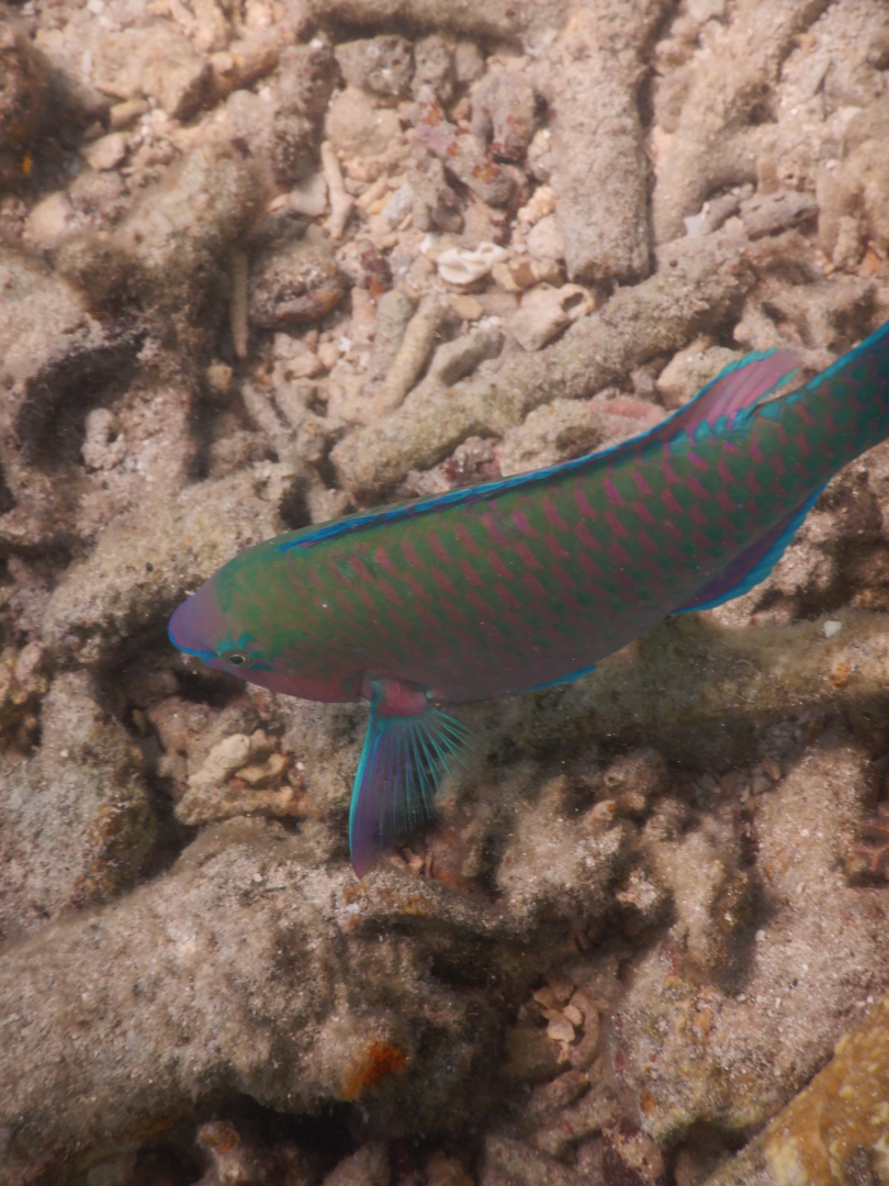 Palenose Parrotfish (Scarus psittacus) - Green Island