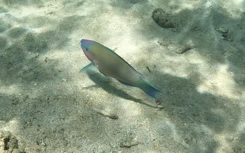Palenose Parrotfish (Scarus psittacus)