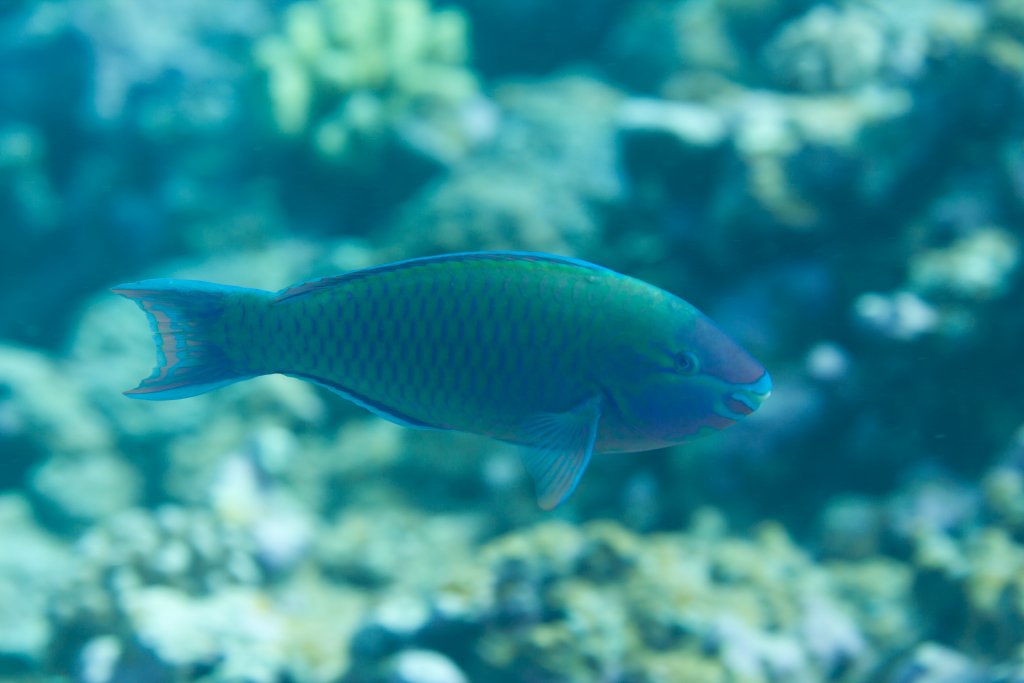 Palenose Parrotfish