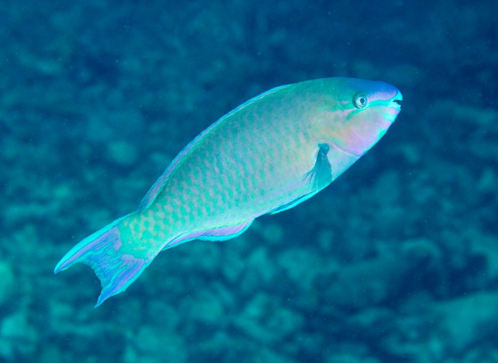 Palenose Parrotfish