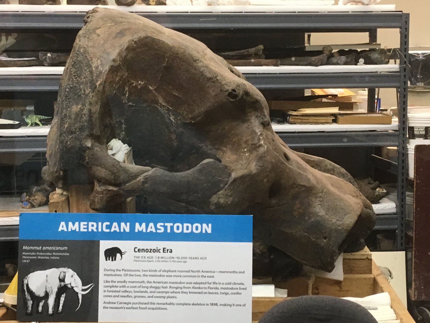 Paleo Lab American Mastodon Skull Side View