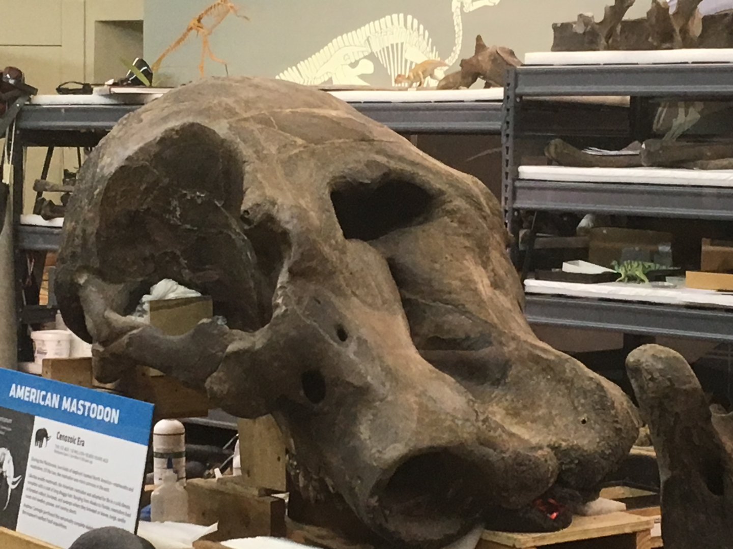 Paleo Lab American Mastodon Skull