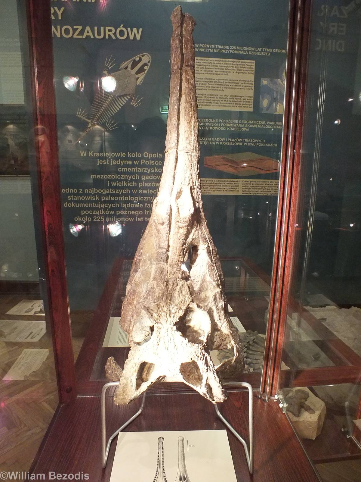 Paleorhinus arenaceus - Warsaw Museum of Evolution