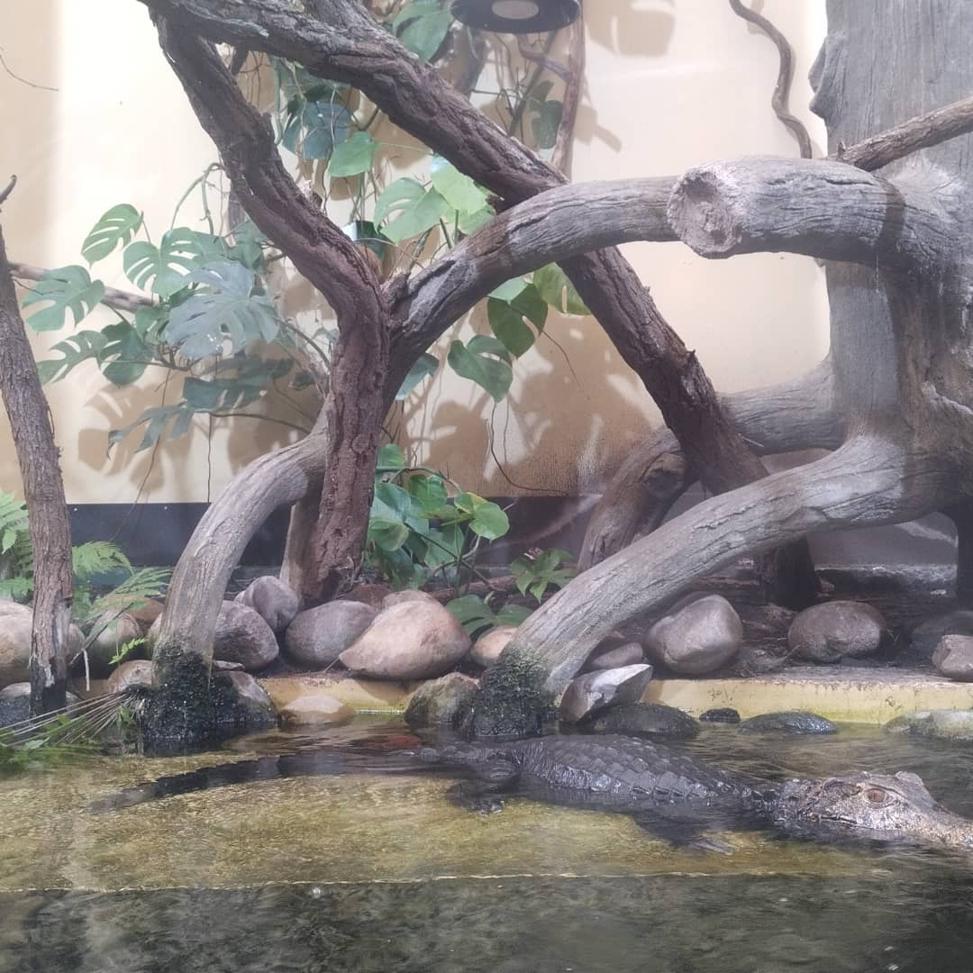 Paleosuchus palpebrosus at ouwehands