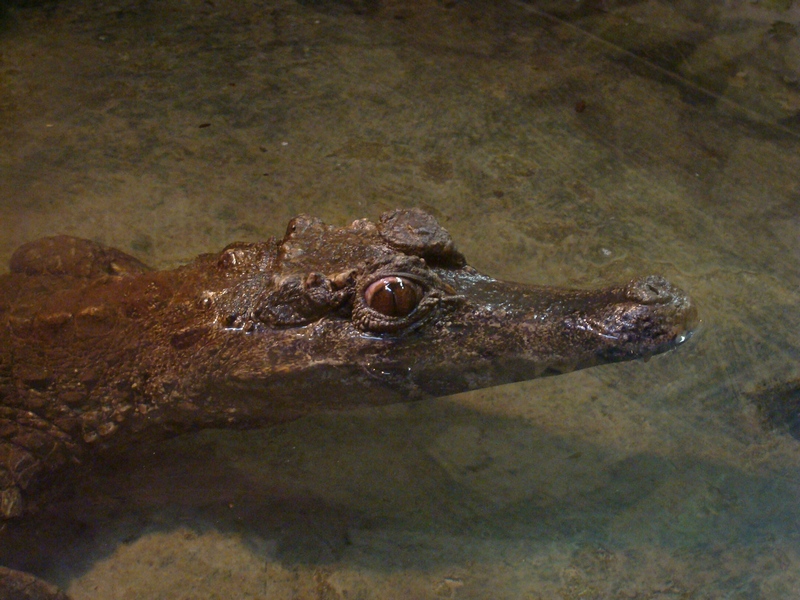 Paleosuchus trigonatus