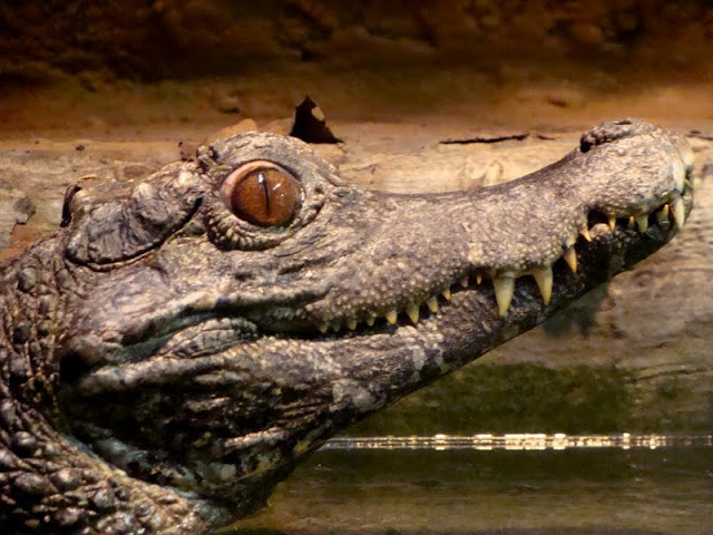 Paleosuchus trigonatus