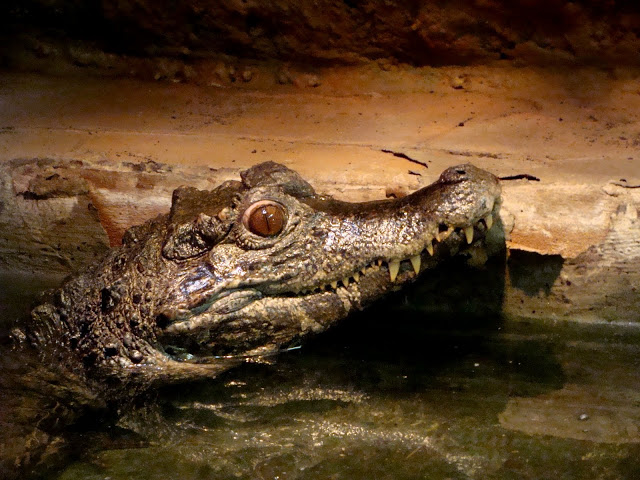 Paleosuchus trigonatus