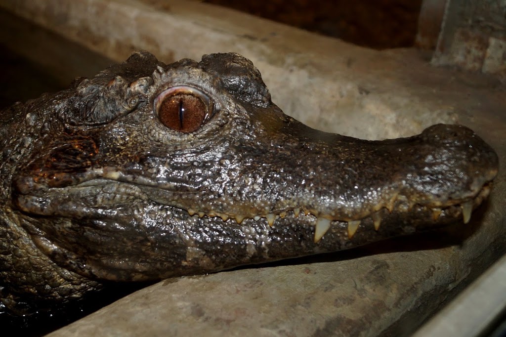 Paleosuchus trigonatus